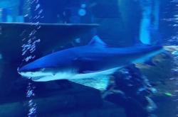 赤峰眾聯(lián)海洋生物館電話號(hào)碼