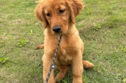 赤峰狗糧同城配送電話地址查詢(xún)