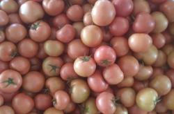 內(nèi)蒙赤峰柿餅批發(fā)市場電話號碼