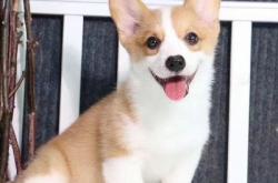 赤峰宏偉犬舍電話號(hào)碼多少號(hào)