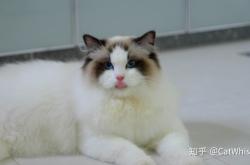 赤峰半塘貓舍電話號碼多少