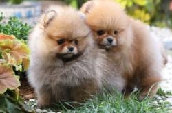 赤峰柯基賣家電話號(hào)碼多少