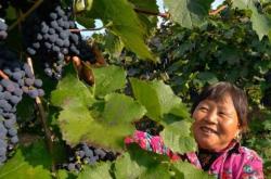 赤峰葡萄園采摘園電話號(hào)碼查詢