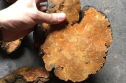 赤峰桑黃實體店地址電話號碼