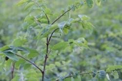 赤峰刺槐苗專賣店電話號碼