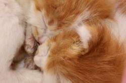 寵物救助站赤峰電話多少號(hào)