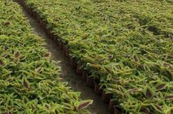 赤峰彩葉草植株批發(fā)電話號碼