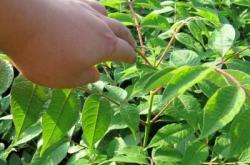 赤峰桓仁劉家苗圃電話號(hào)碼查詢