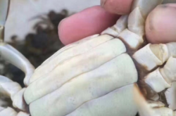 赤峰河蟹批發(fā)市場電話地址查詢