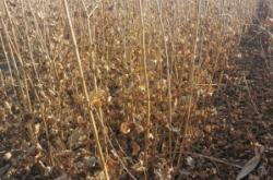 赤峰元寶楓苗木基地電話號(hào)碼