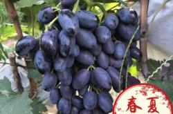 赤峰市果樹苗木市場(chǎng)電話號(hào)碼