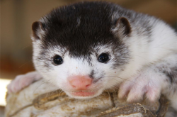 赤峰水貂養(yǎng)殖廠電話多少號