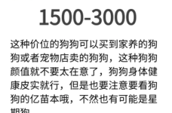 赤峰賣柯基犬的地方電話號碼