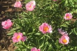 赤峰市松山區(qū)快遞電話號碼