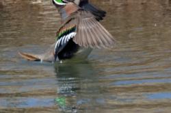赤峰種鴨基地在哪里啊電話號碼