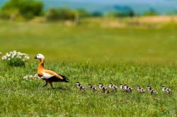 赤峰紅嘴鴨苗基地電話號碼查詢