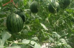 赤峰禮品西瓜批發(fā)市場(chǎng)電話號(hào)碼