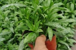 赤峰常夏石竹苗批發(fā)電話號(hào)碼