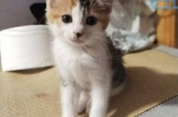 赤峰小奶貓領(lǐng)養(yǎng)電話號(hào)碼查詢