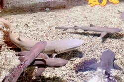 赤峰寵樂萌寵幼園電話號(hào)碼