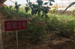 赤峰水果折扣店電話多少號