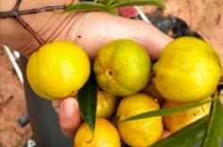 赤峰山竹批發(fā)電話號碼多少