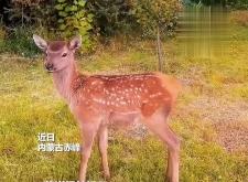 赤峰帥航面館地址電話查詢號碼