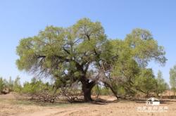 赤峰木頭營子拼車電話地址查詢