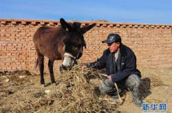 赤峰市收毛驢電話號碼是多少