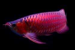 赤峰觀賞魚地址查詢電話號(hào)碼