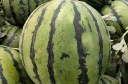 赤峰賣小西瓜的電話號碼是多少