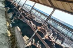 赤峰市鮮驢肉批發(fā)電話(huà)號(hào)碼