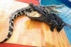 赤峰橋北馬戲團地址電話號碼