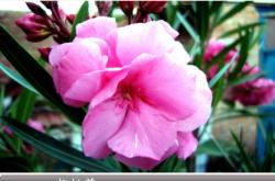 赤峰花町美植店電話號碼