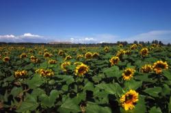 赤峰市松山區(qū)水利局電話