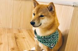 赤峰街狗狗咖啡廳電話地址查詢