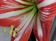 赤峰紅山區(qū)筋餅店電話號碼