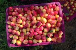 內(nèi)蒙古赤峰水果倉儲(chǔ)店電話號(hào)碼