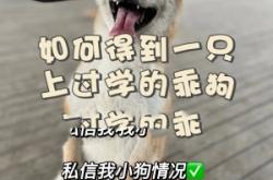 赤峰寵物寄養(yǎng)馴犬基地電話號碼