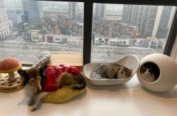 赤峰室內(nèi)萌寵樂園地址電話是多少