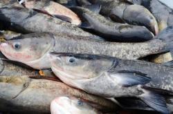 赤峰白漂子捕魚電話號(hào)碼是多少