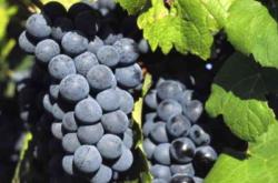 赤峰橋北葡萄園電話號(hào)碼