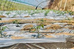 赤峰林西燒紙店電話號碼查詢