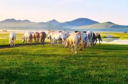 內(nèi)蒙古赤峰版權(quán)局電話號碼