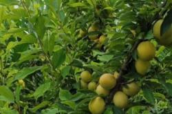 赤峰果樹管理處電話是多少號