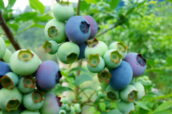 赤峰木森水果采摘電話是多少號