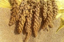 赤峰羊奶粉銷售電話號(hào)碼查詢