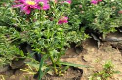 赤峰盆栽荷蘭菊基地電話號(hào)碼