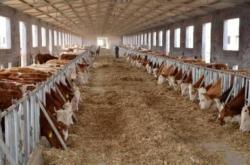 赤峰喂牛飼料廠家電話號碼