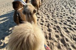 赤峰玩具批發(fā)店電話號(hào)碼多少